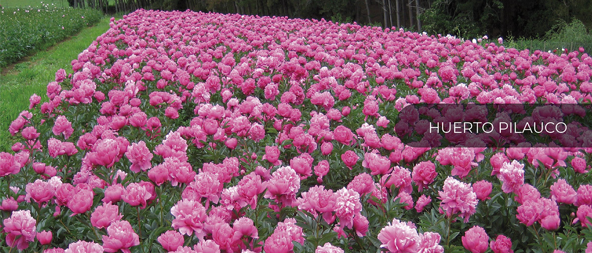 Patagonia Sun (Чили)