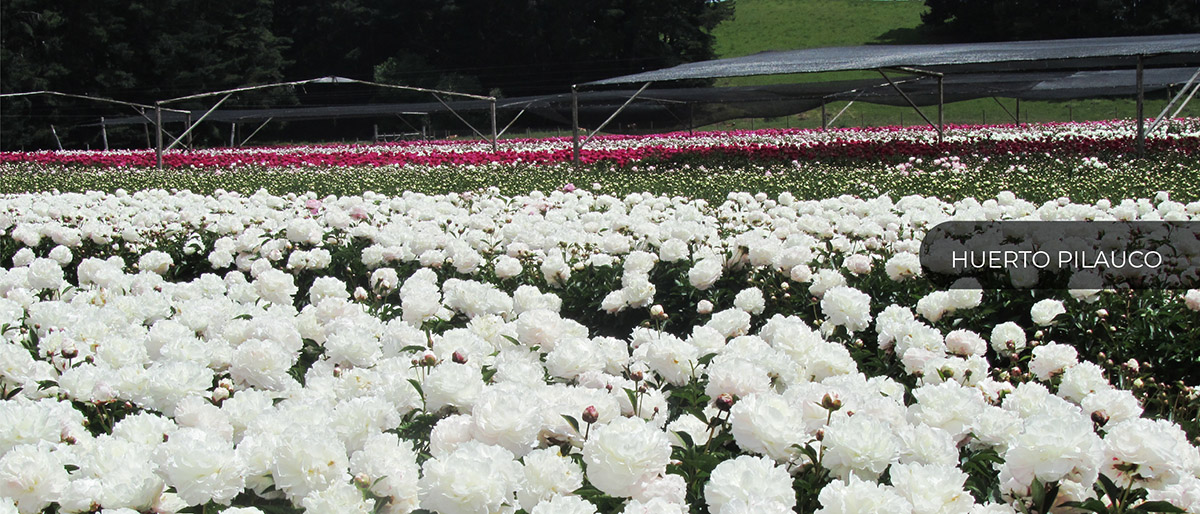 Patagonia Sun (Чили)