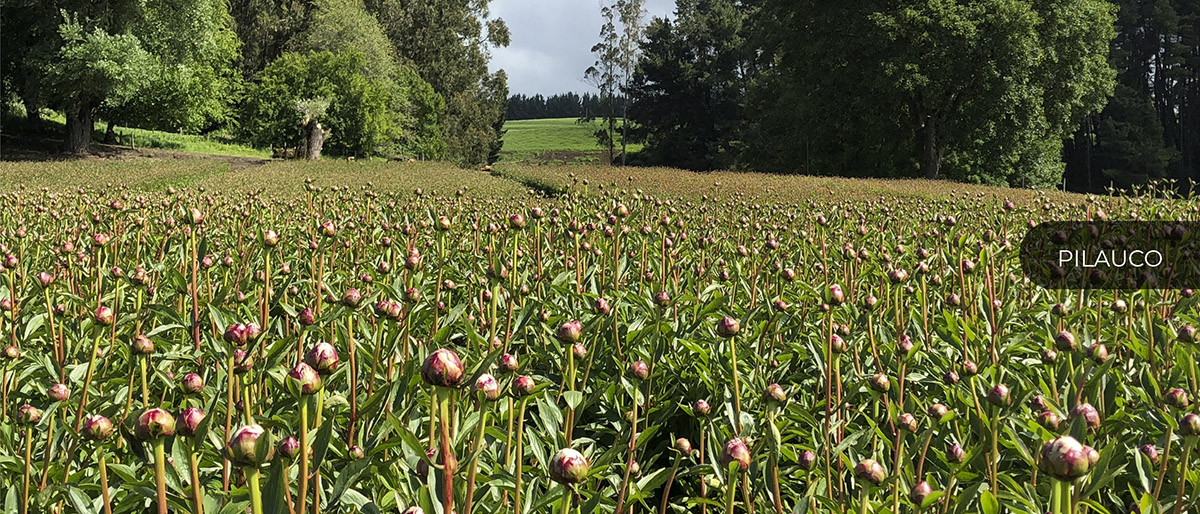 Patagonia Sun (Чили)