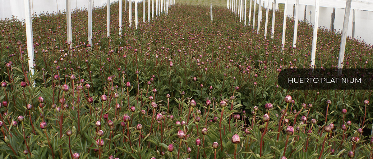 Patagonia Sun (Чили)