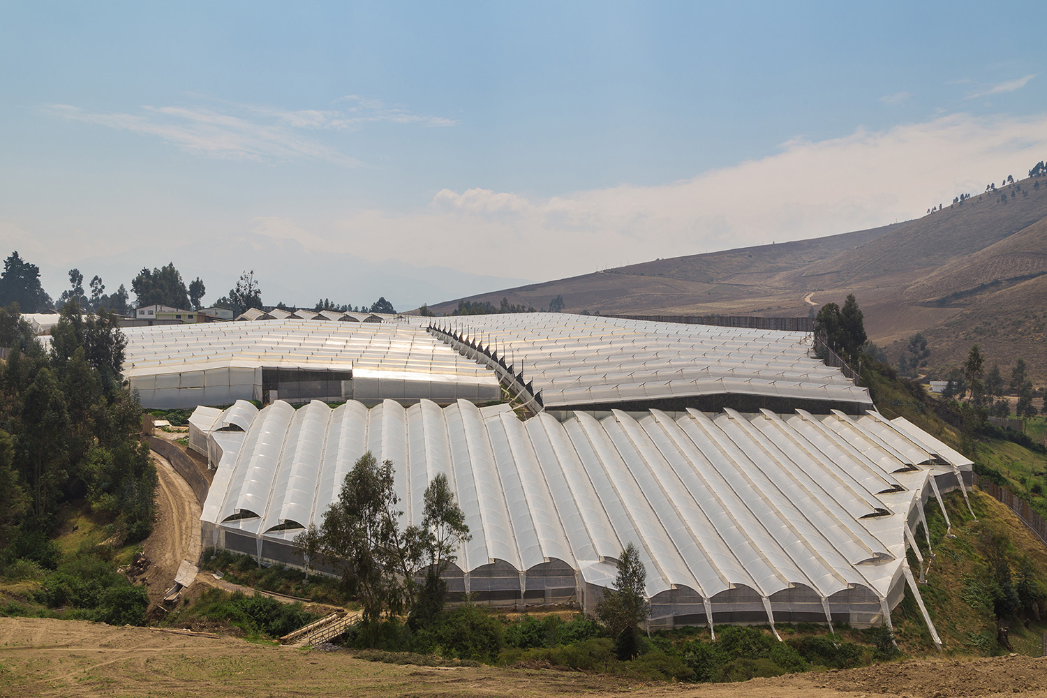 Ферма Quimbiamba M. Flowers (Эквадор)