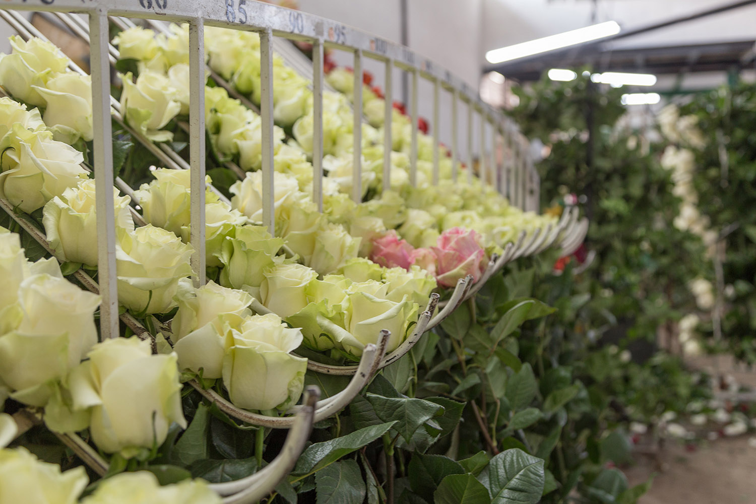 Ферма Quimbiamba M. Flowers (Эквадор)