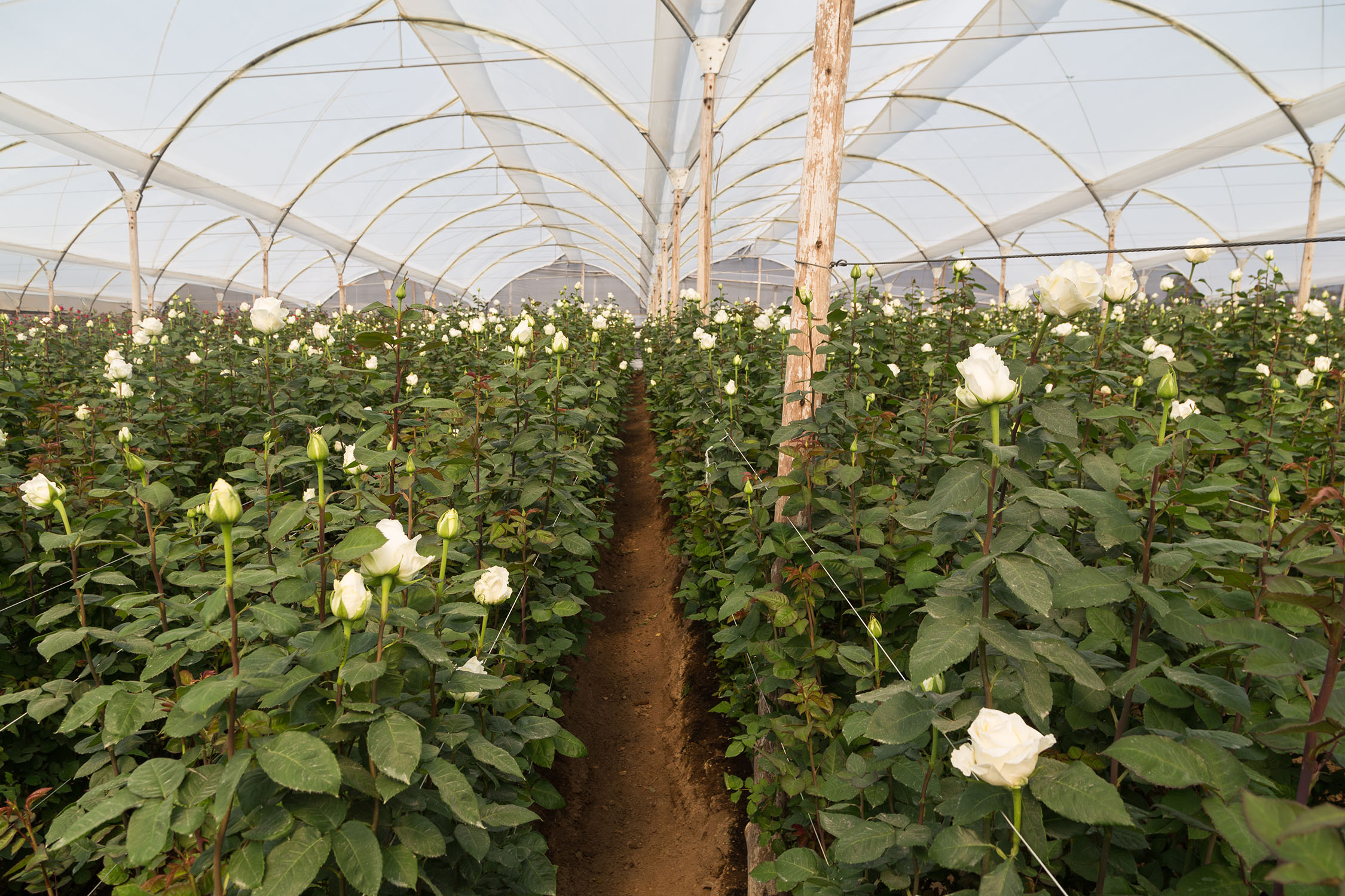 Ферма Quimbiamba M. Flowers (Эквадор)