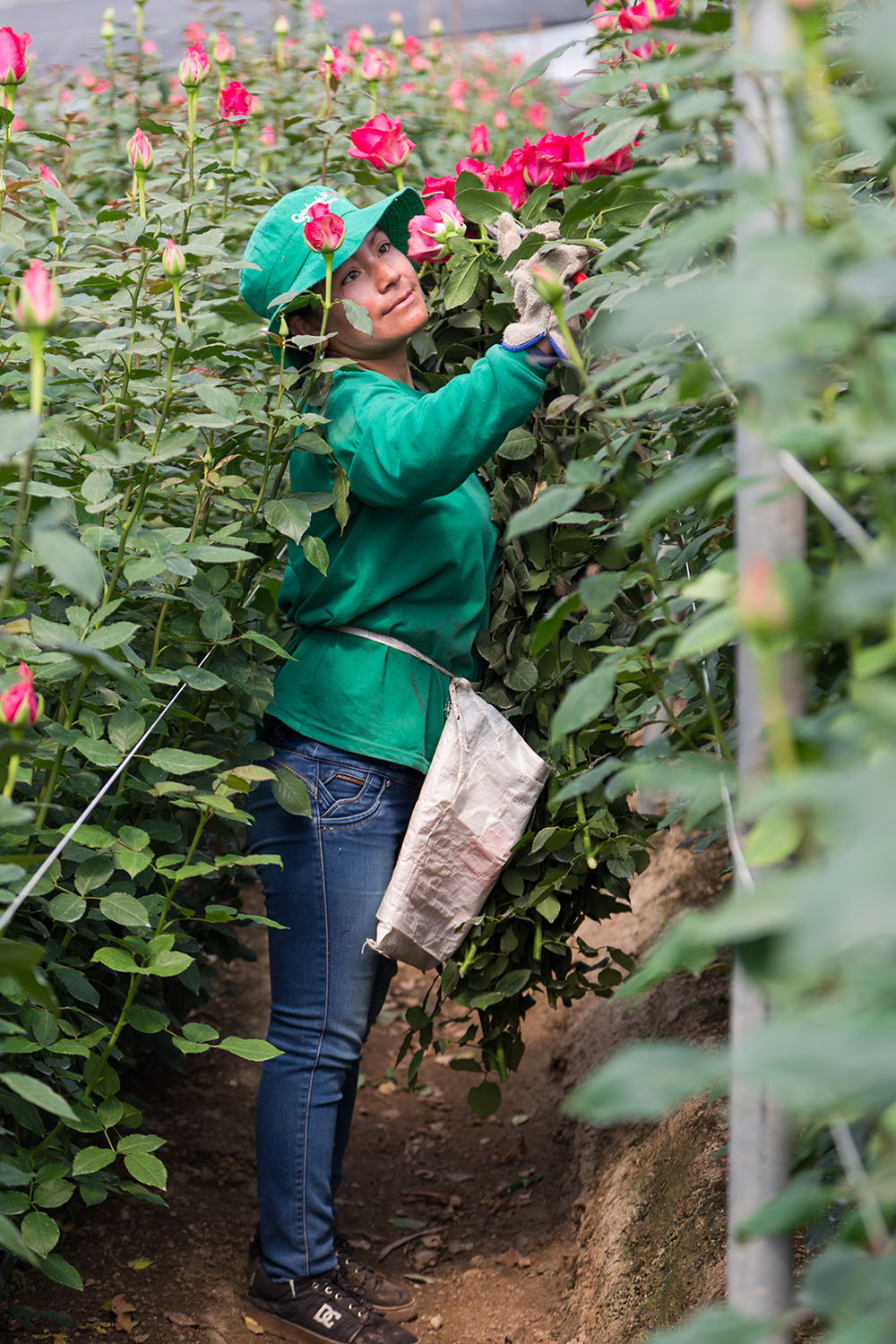 Ферма Quimbiamba M. Flowers (Эквадор)