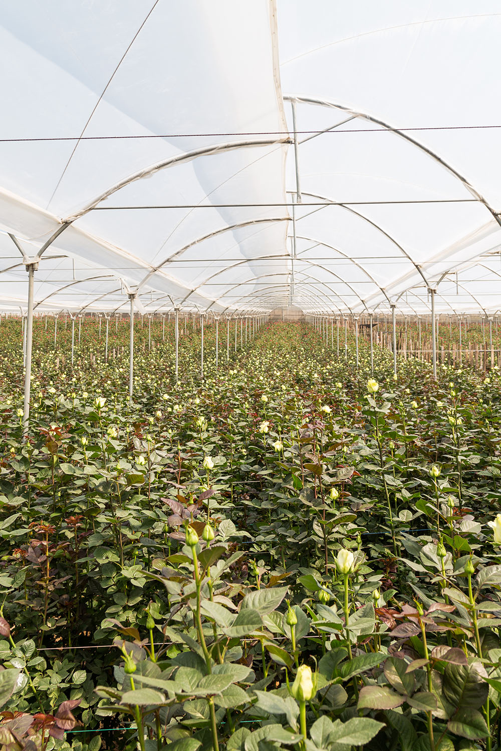 Ферма Quimbiamba M. Flowers (Эквадор)