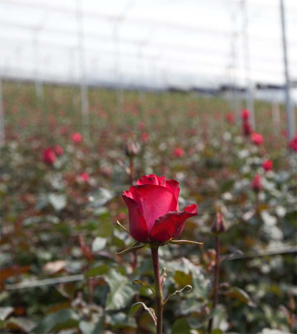 Ферма Quimbiamba M. Flowers (Эквадор)