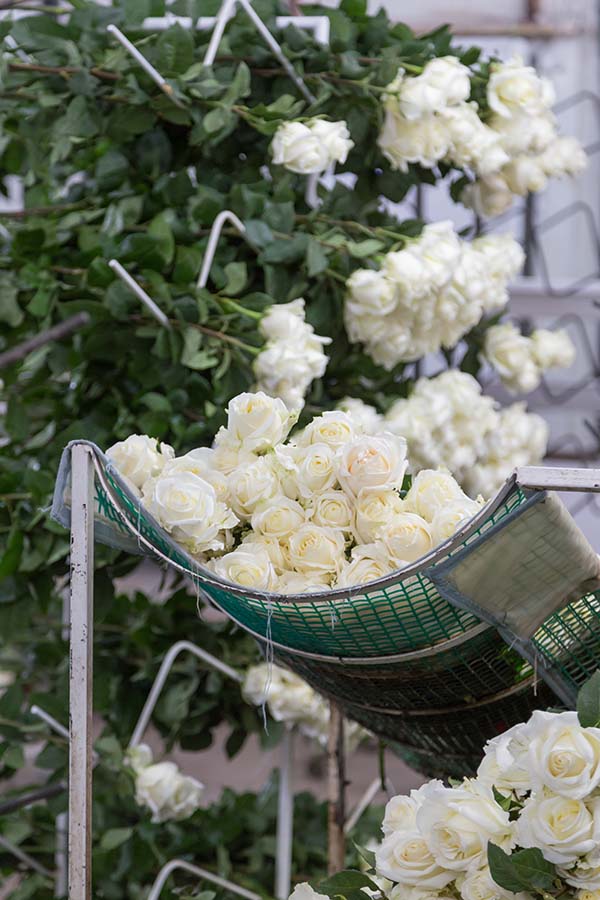 Ферма Quimbiamba M. Flowers (Эквадор)