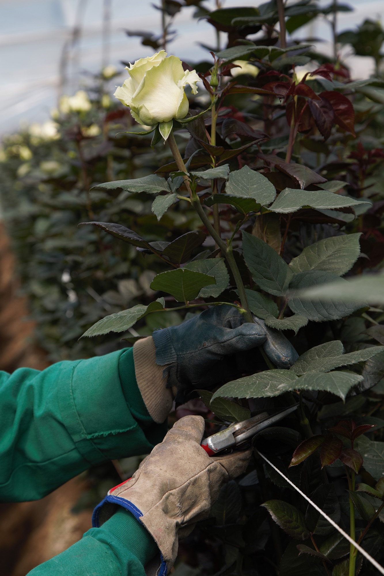 Ферма Quimbiamba M. Flowers (Эквадор)