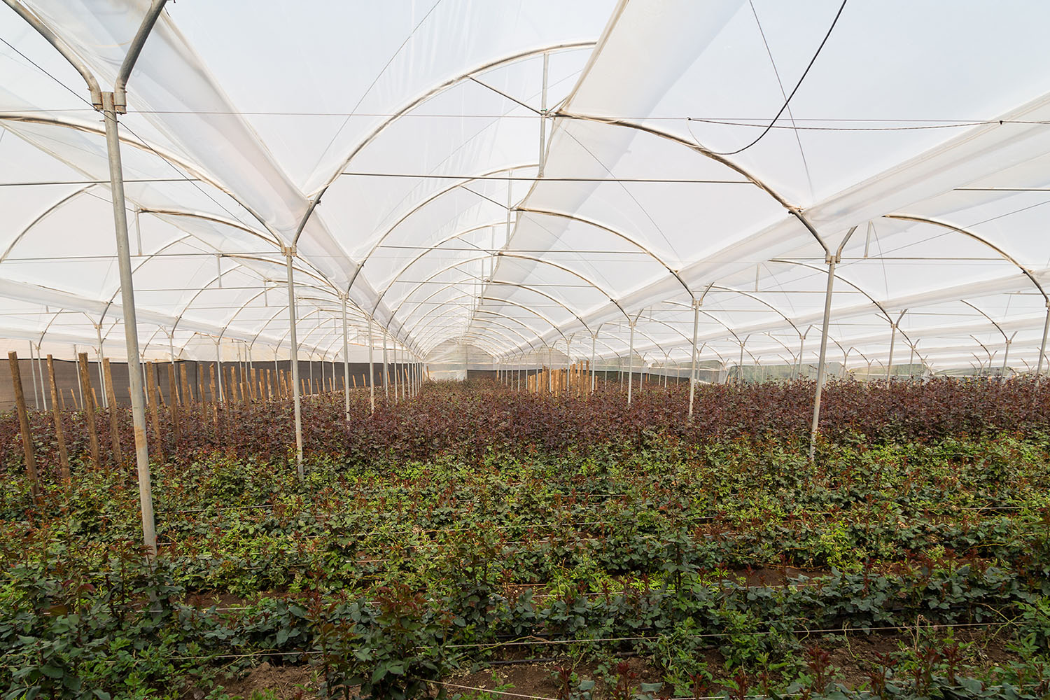 Ферма Quimbiamba M. Flowers (Эквадор)