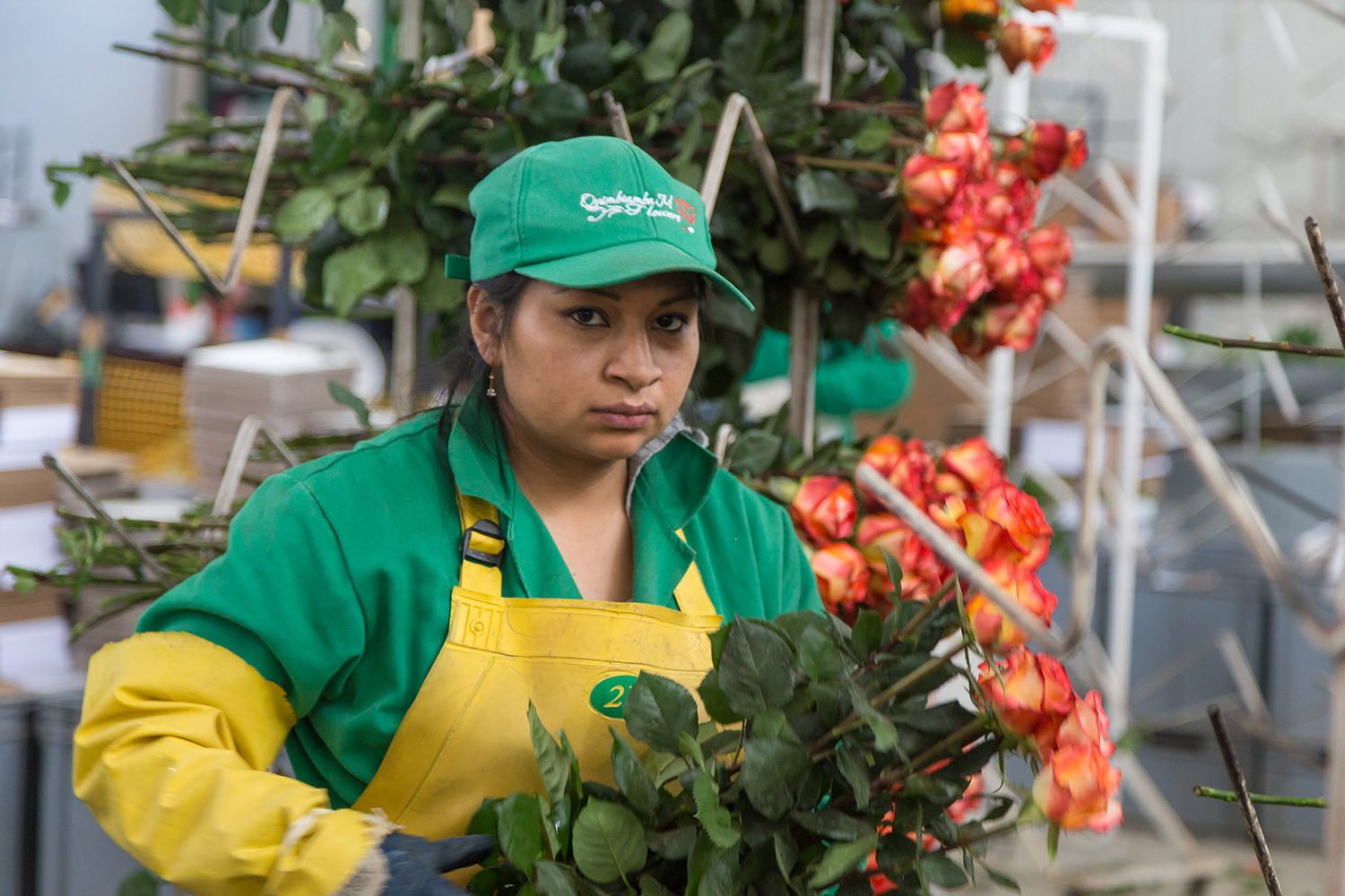 Ферма Quimbiamba M. Flowers (Эквадор)