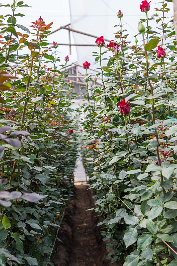 Ферма Quimbiamba M. Flowers (Эквадор)