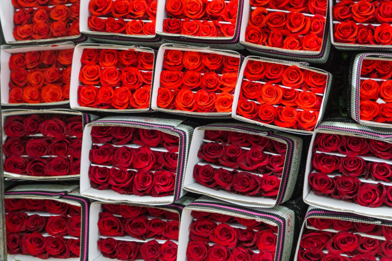 Ферма Quimbiamba M. Flowers (Эквадор)