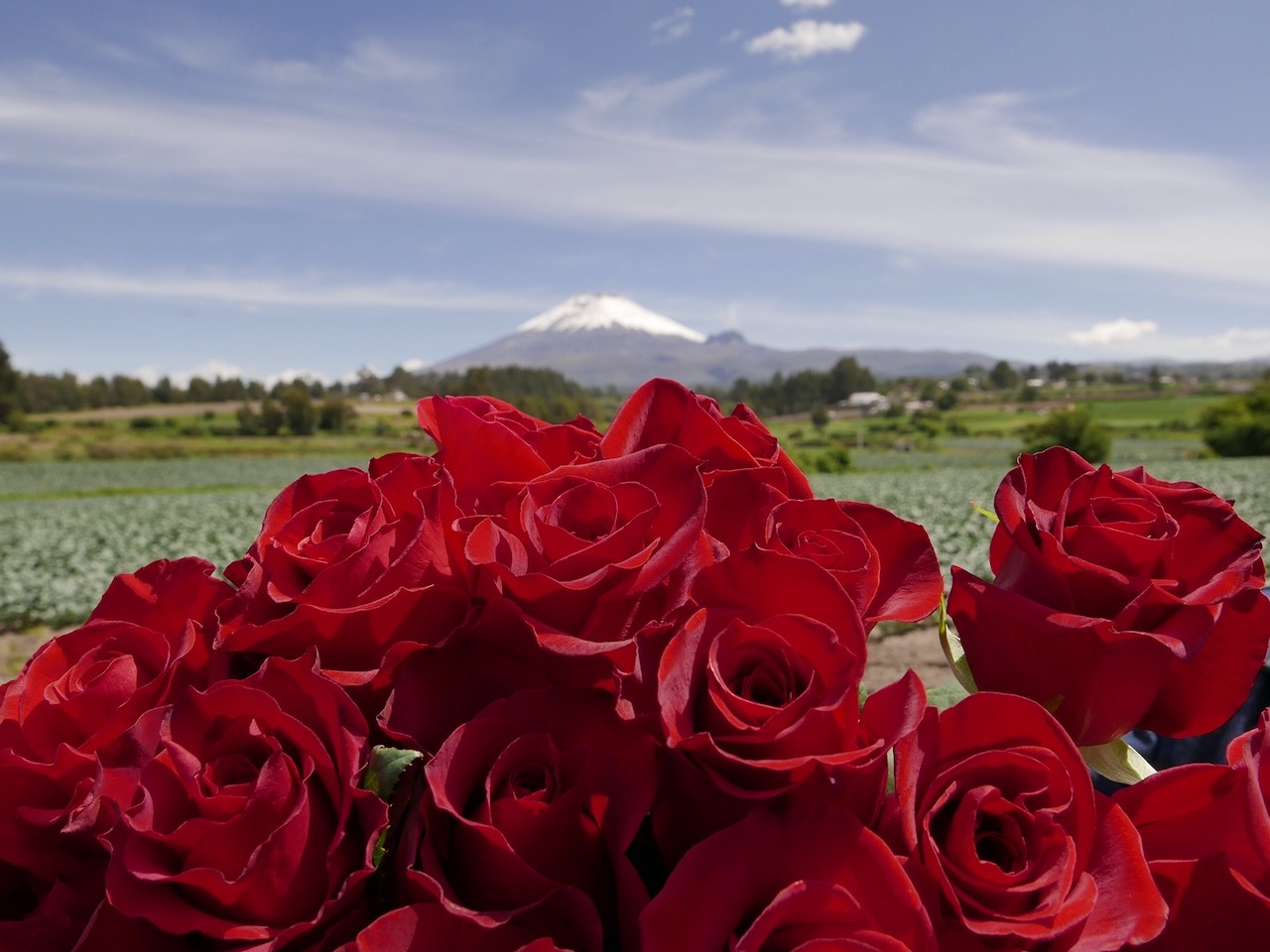 Royal Flowers (Эквадор)