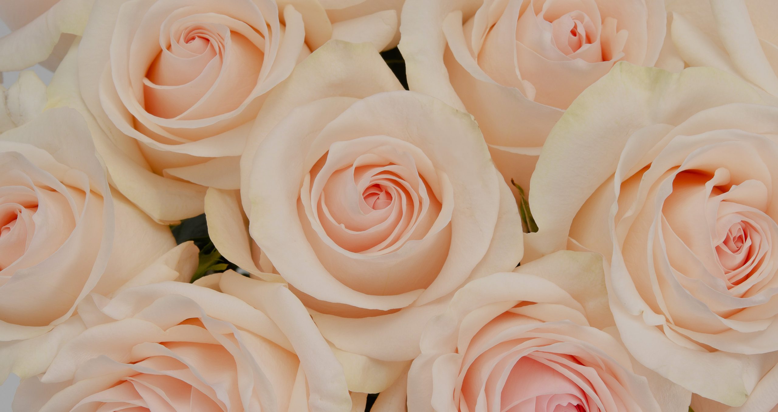 Royal Flowers (Эквадор)