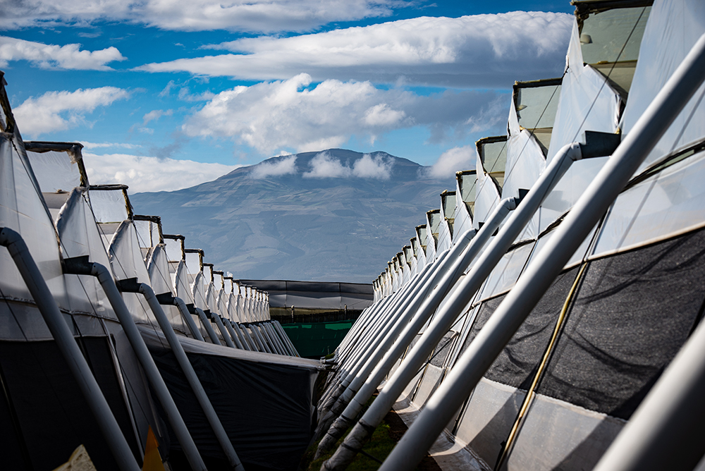 Royal Flowers (Эквадор)