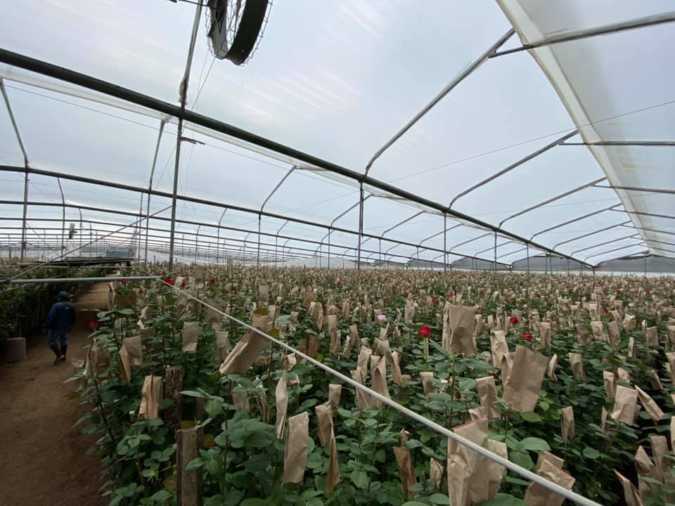 Royal Flowers (Эквадор)