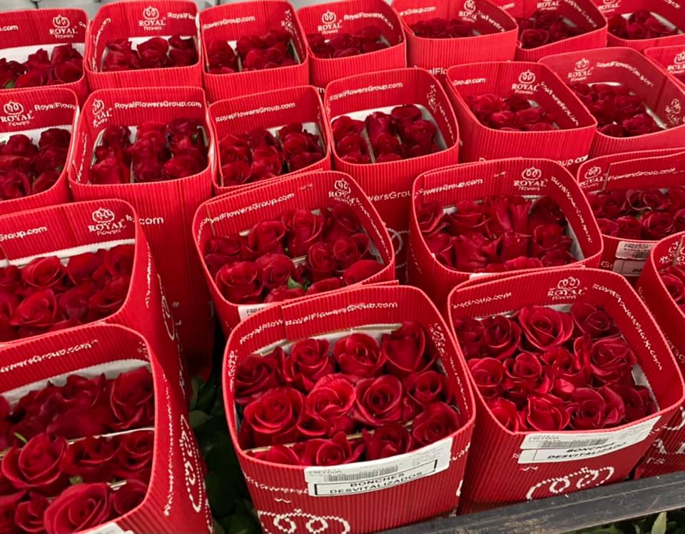 Royal Flowers (Эквадор)