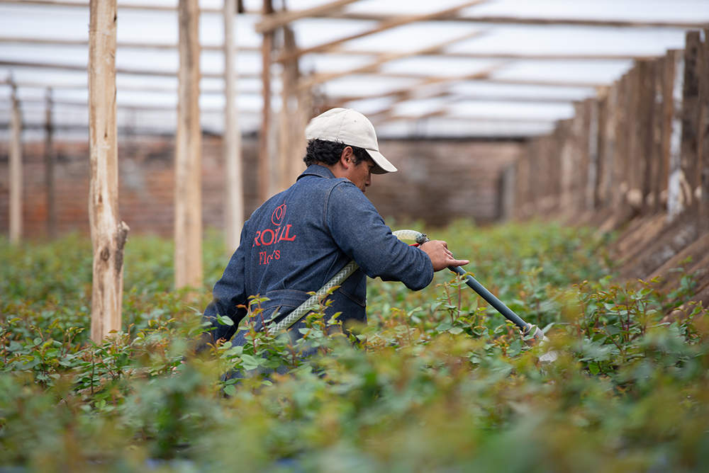 Royal Flowers (Эквадор)