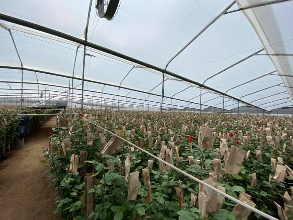 Royal Flowers (Эквадор)