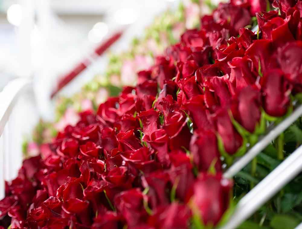 Royal Flowers (Эквадор)