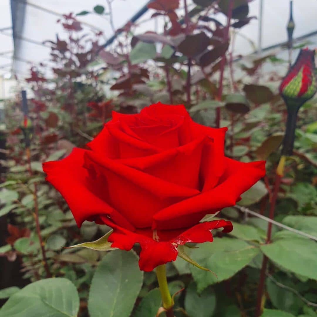 Royal Flowers (Эквадор)