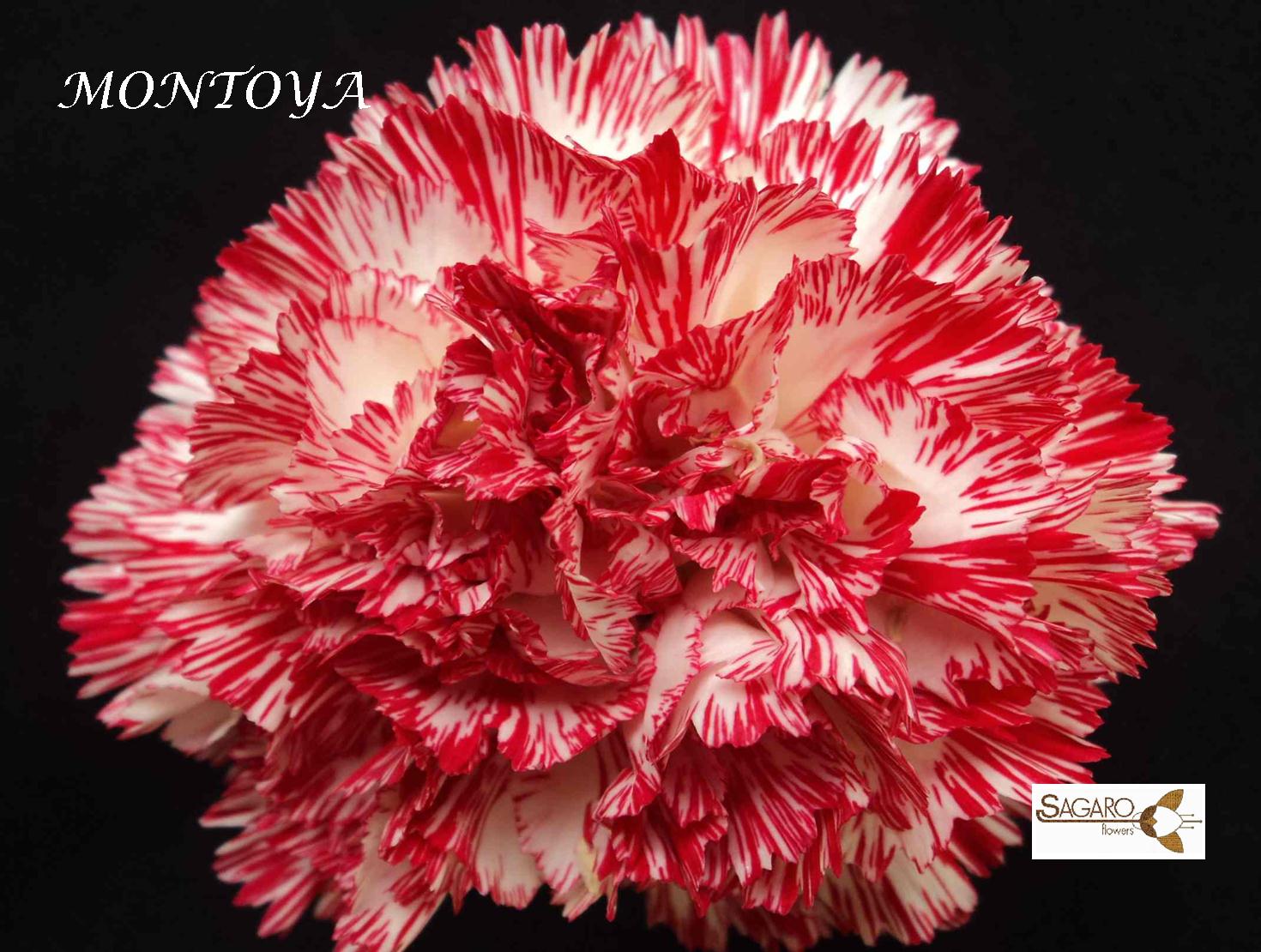 Ферма Sagaro (Колумбия)