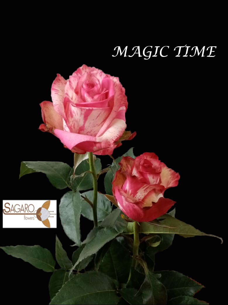 Ферма Sagaro (Колумбия)