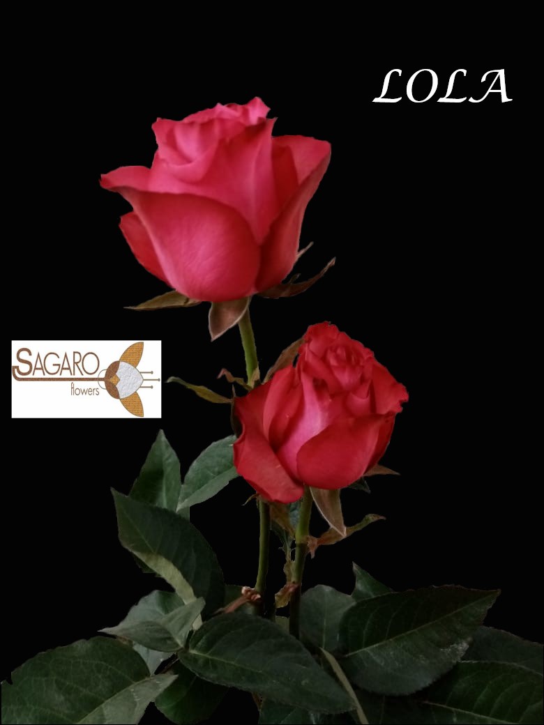 Ферма Sagaro (Колумбия)