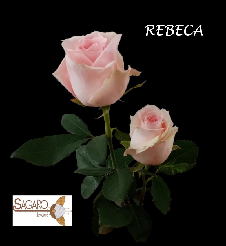 Ферма Sagaro (Колумбия)