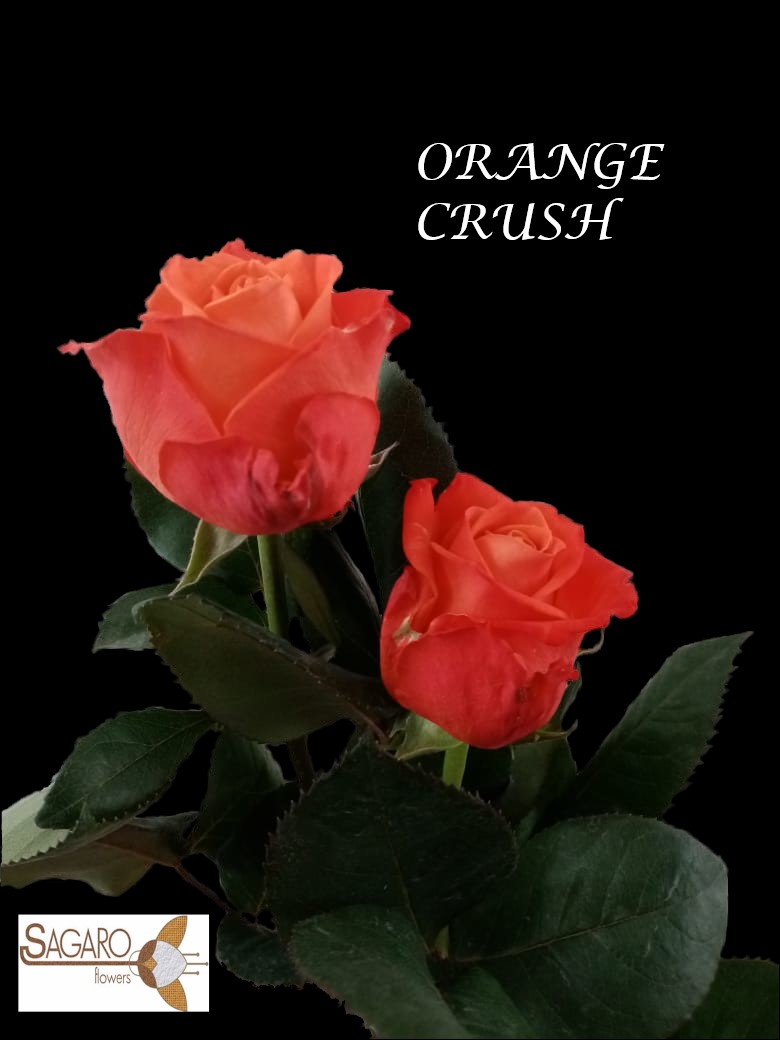 Ферма Sagaro (Колумбия)