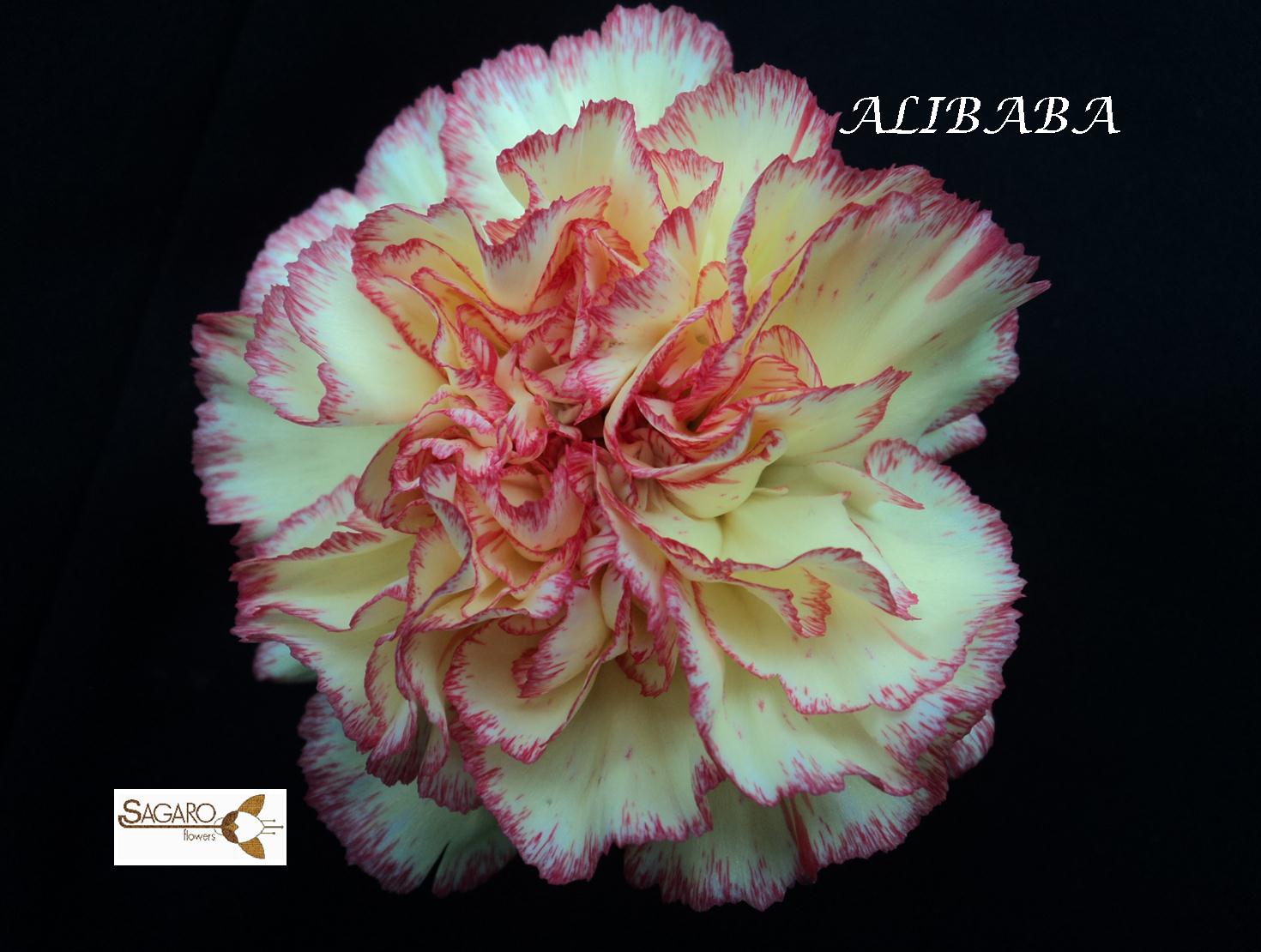 Ферма Sagaro (Колумбия)