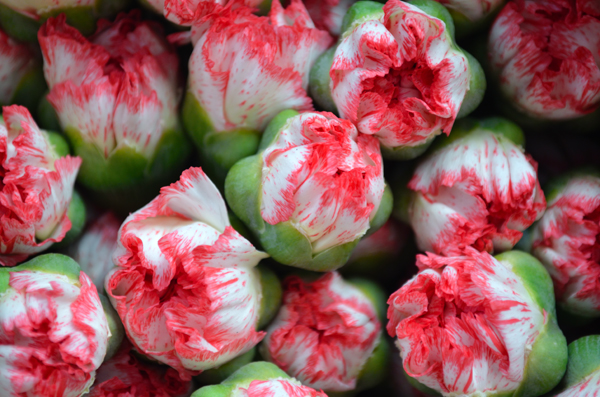 Ферма Serrezuela (Колумбия)