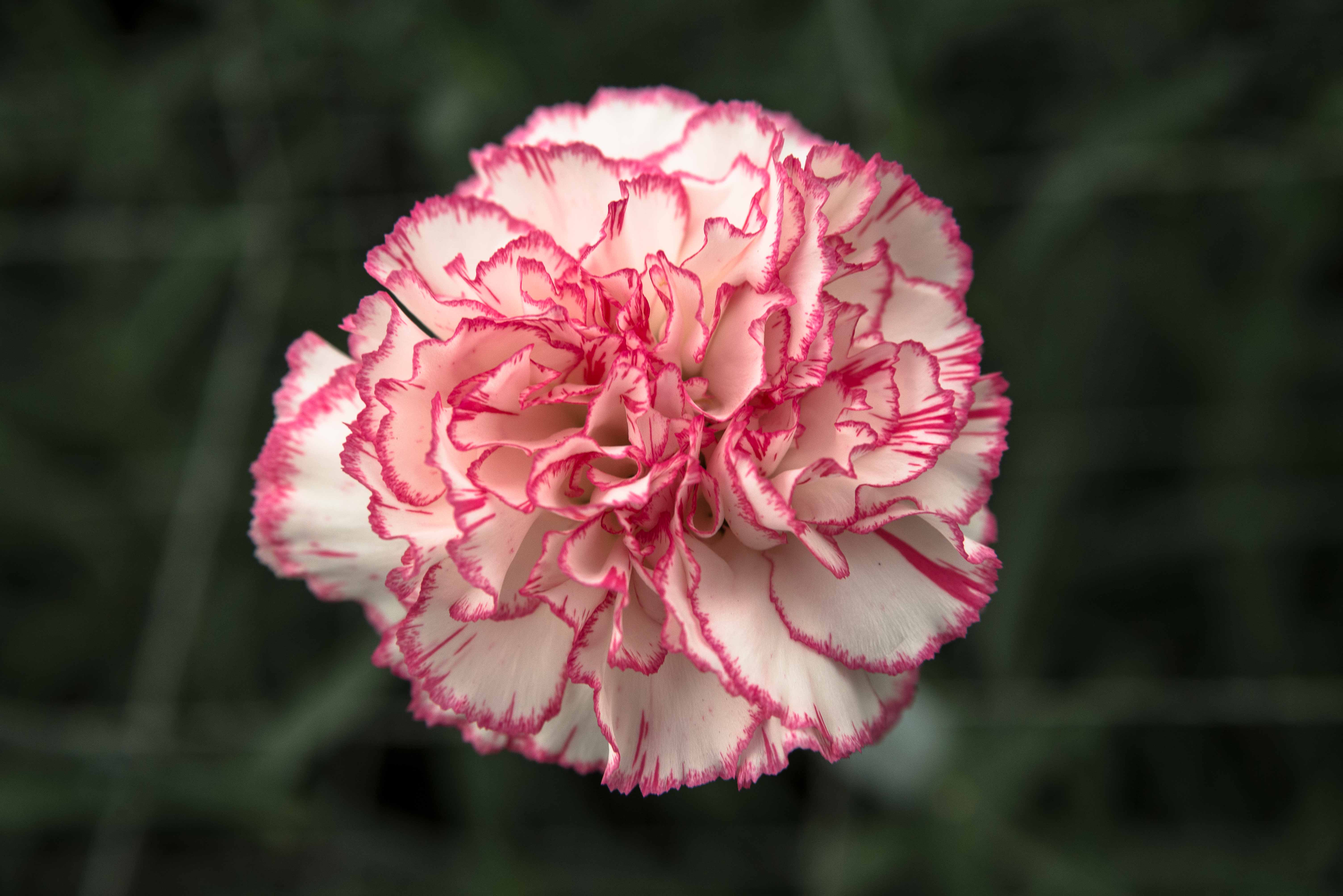 Ферма Serrezuela (Колумбия)