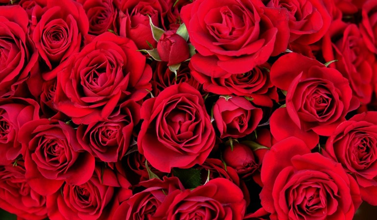 Ферма Serrezuela (Колумбия)