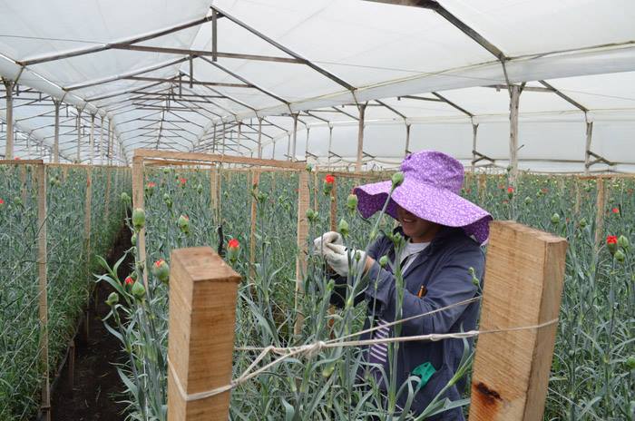 Ферма Serrezuela (Колумбия)