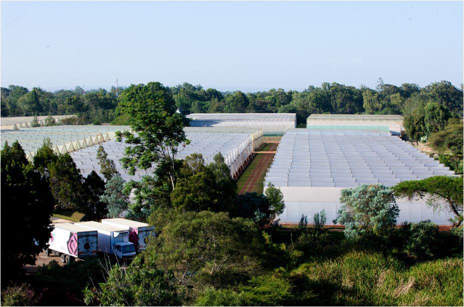 ферма Sian Roses (Кения)