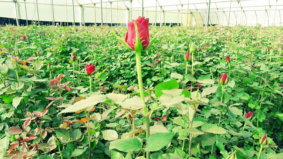 ферма Sian Roses (Кения)