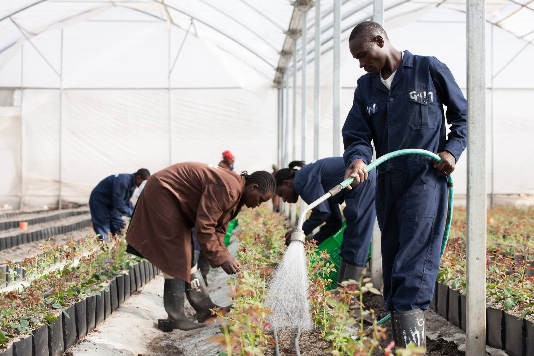 ферма Sian Roses (Кения)