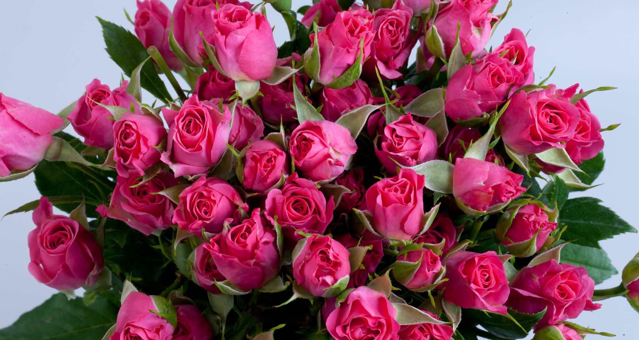 ферма Sian Roses (Кения)