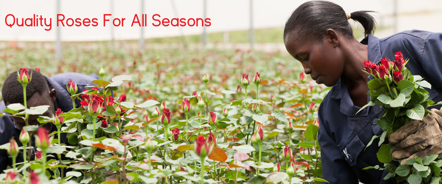 ферма Sian Roses (Кения)