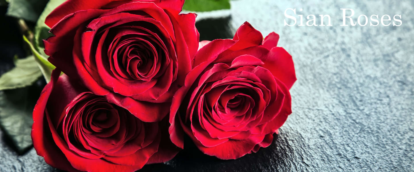 ферма Sian Roses (Кения)