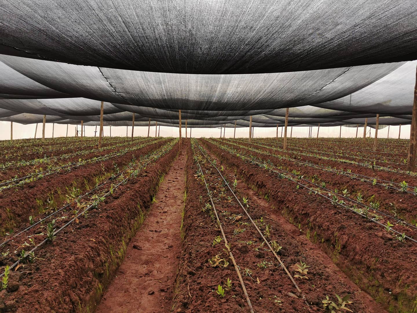 ферма Sian Roses (Кения)