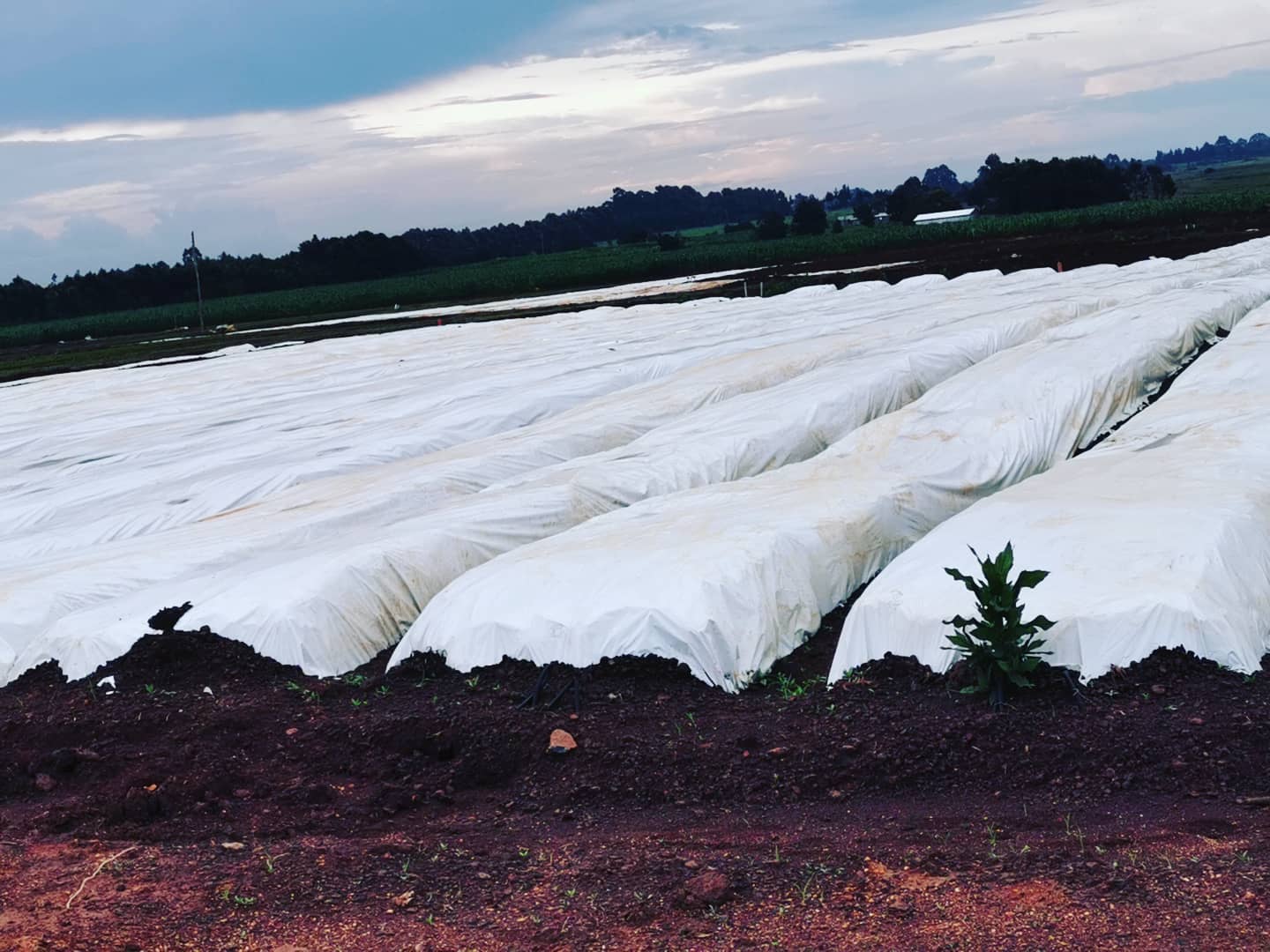 ферма Sian Roses (Кения)