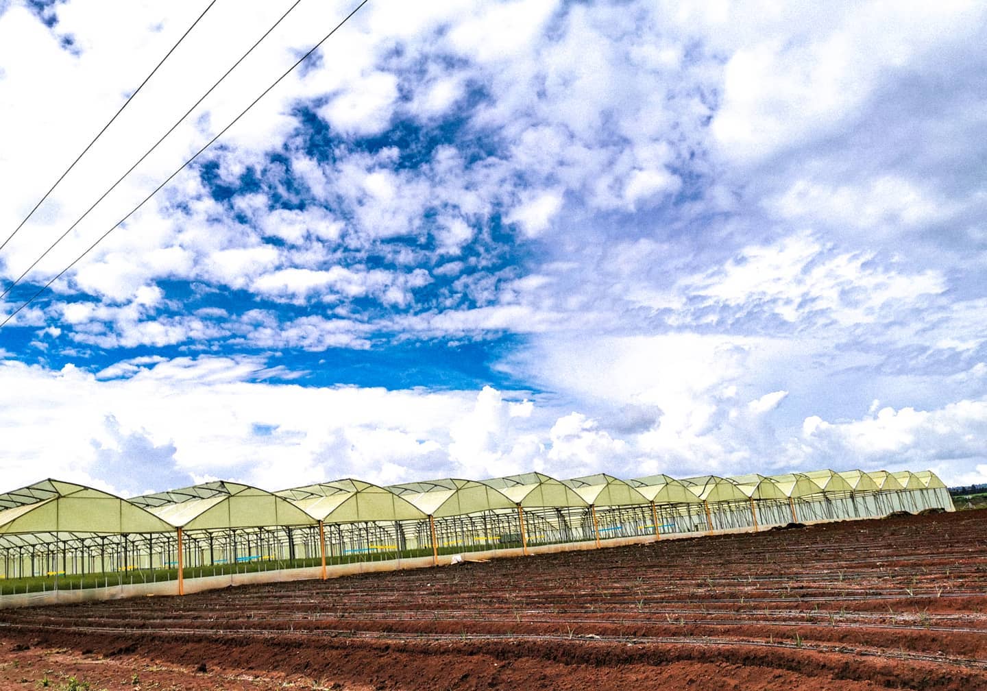 ферма Sian Roses (Кения)