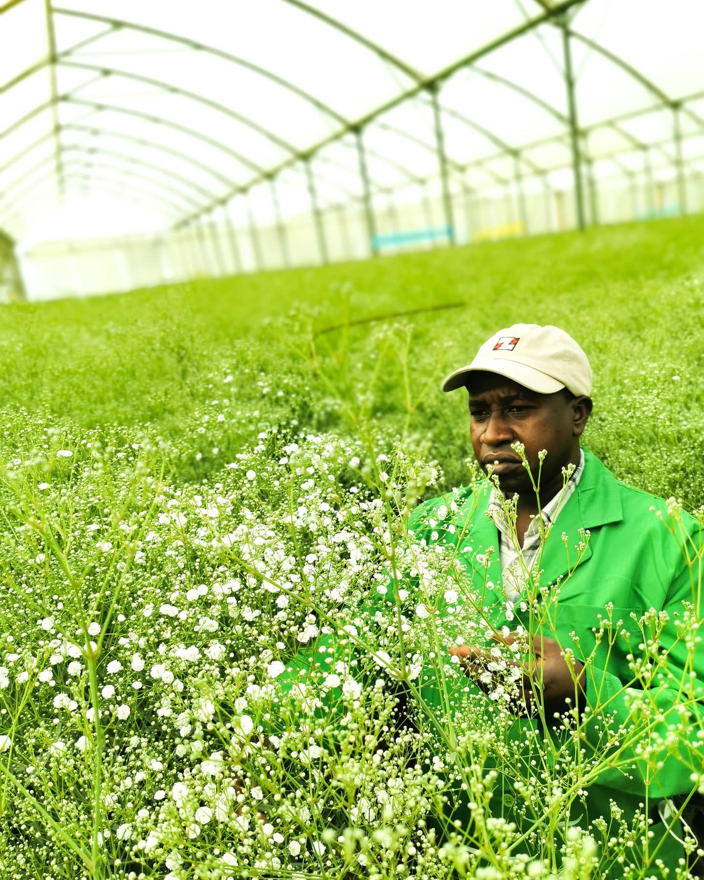 ферма Sian Roses (Кения)