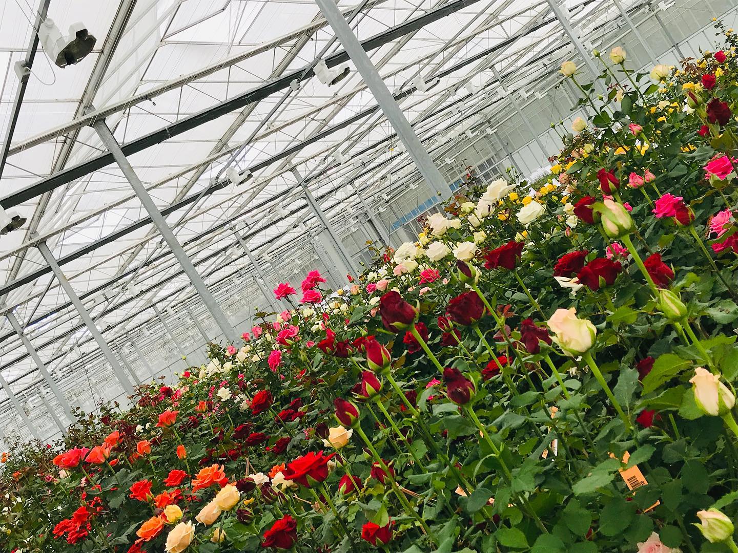 ферма Sian Roses (Кения)