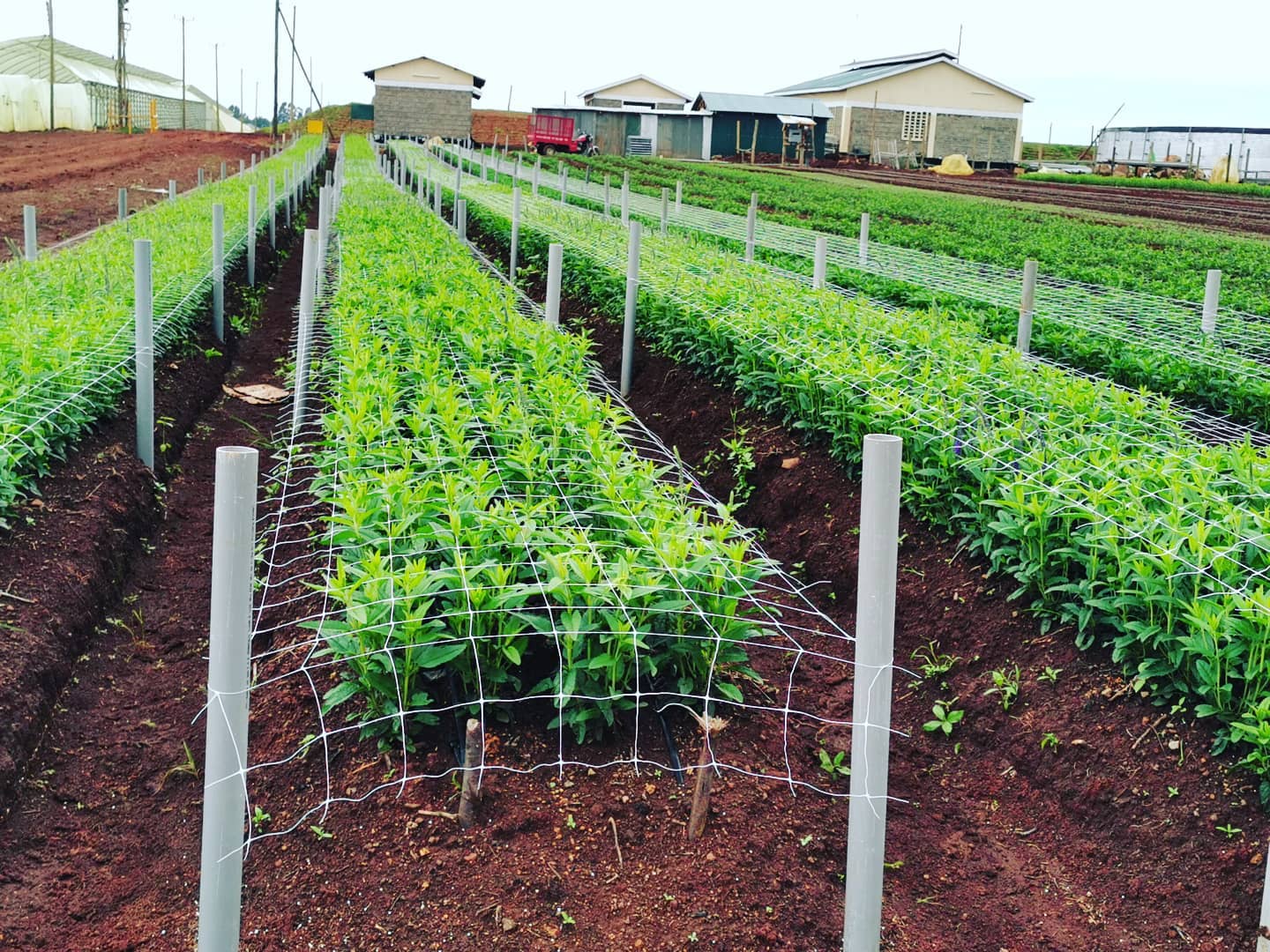 ферма Sian Roses (Кения)