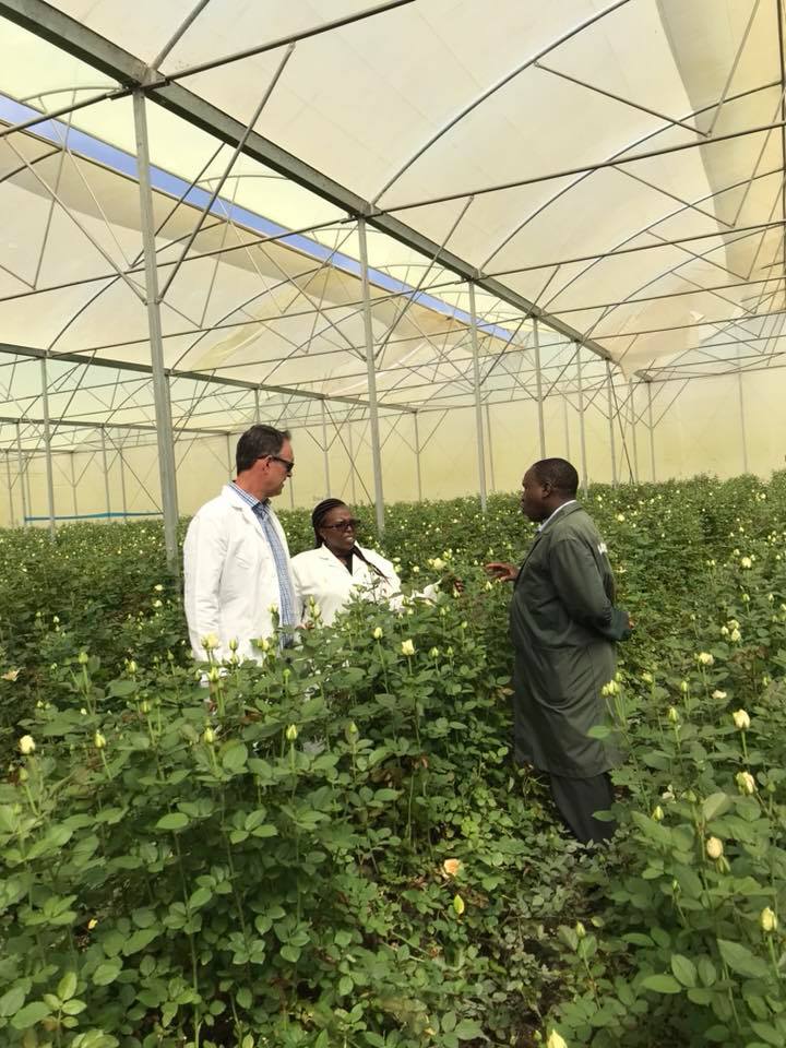 ферма Sian Roses (Кения)