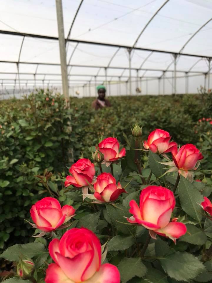 ферма Sian Roses (Кения)