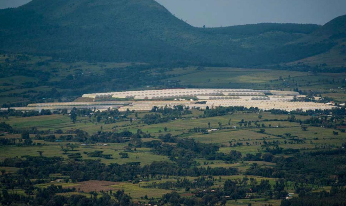 Subati Flowers (Кения)